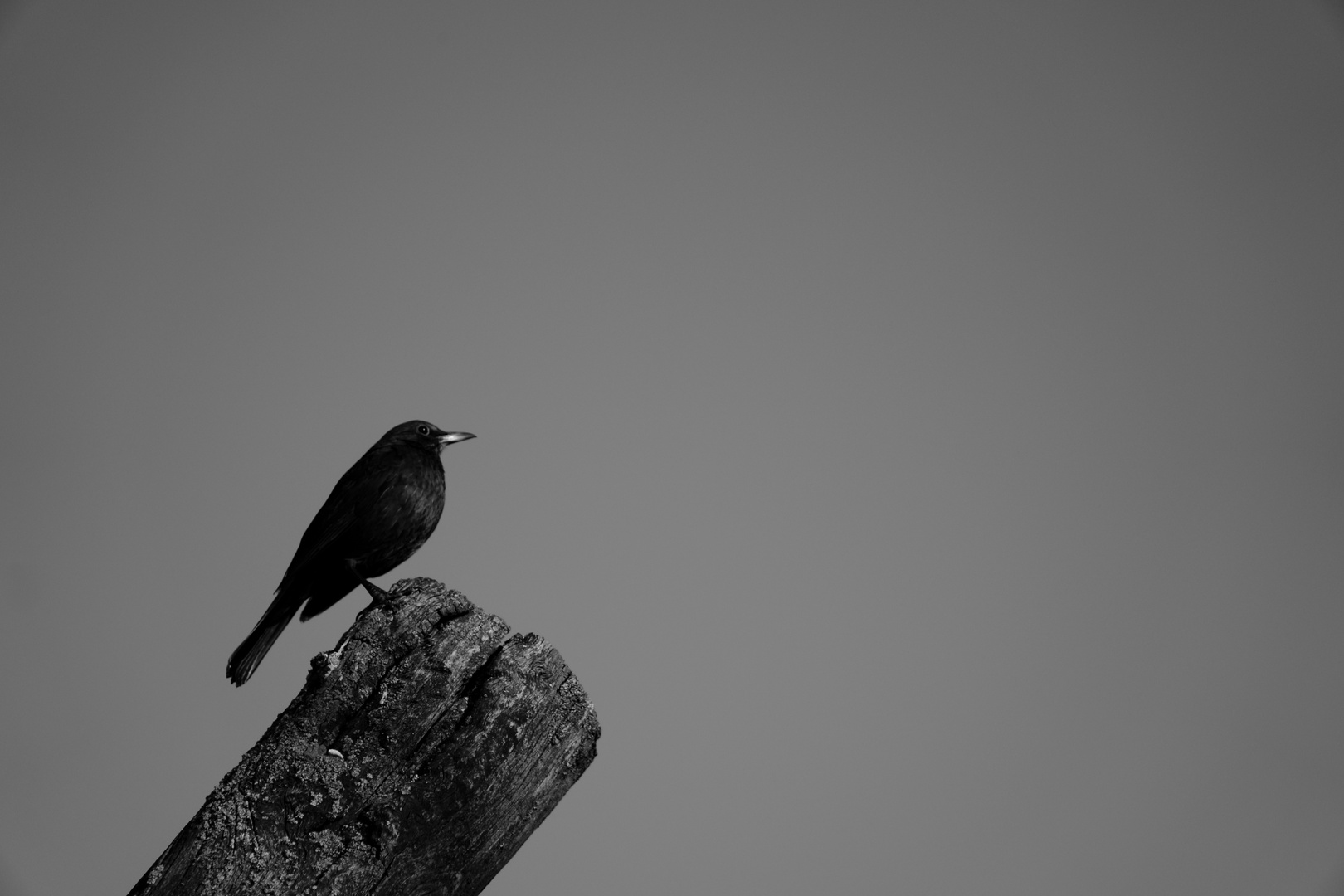 Amsel im Frühling