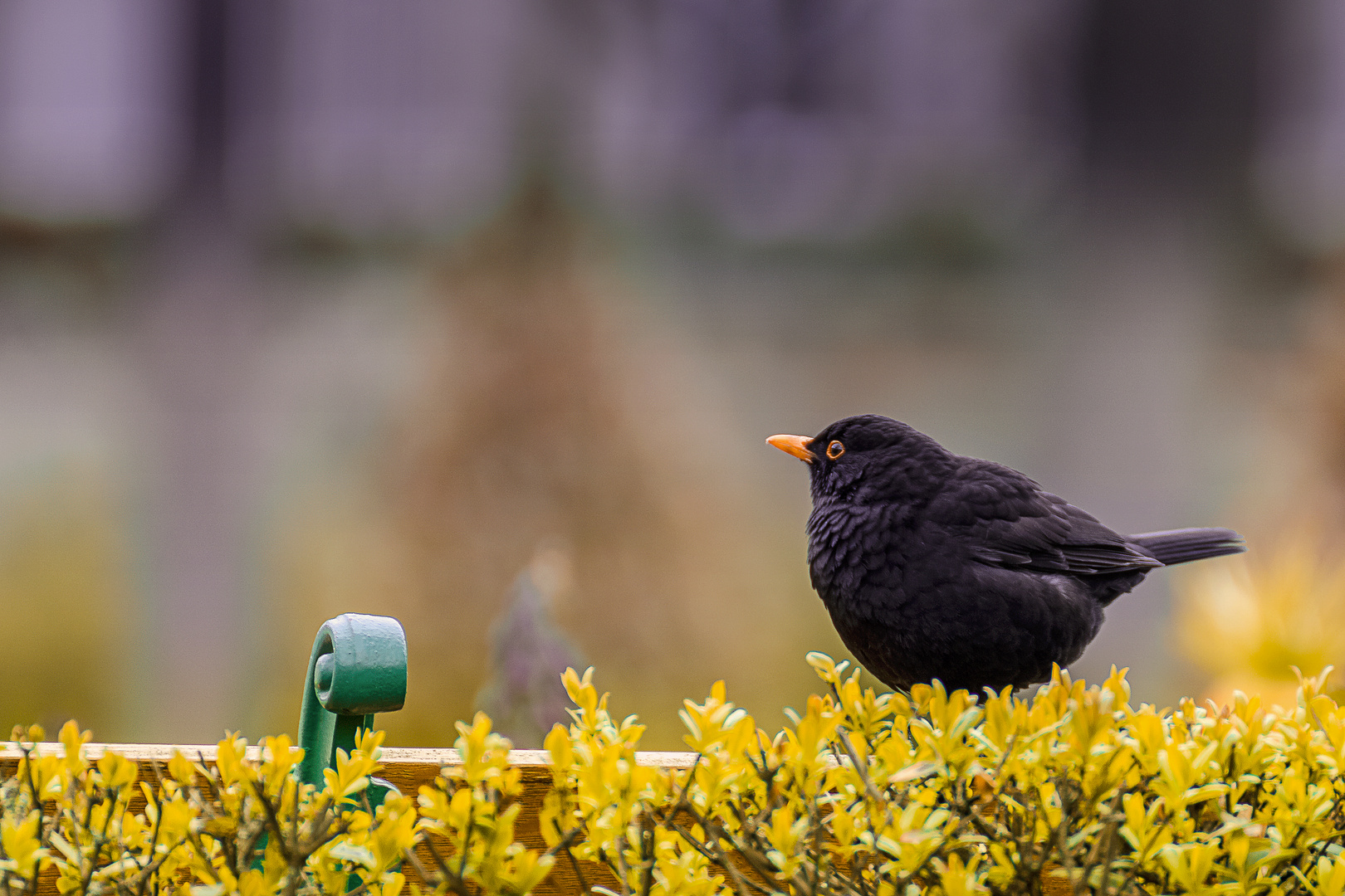 Amsel im Frühling