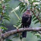 Amsel im frühmorgentlichen Regen 