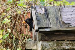 Amsel im Futterhaus