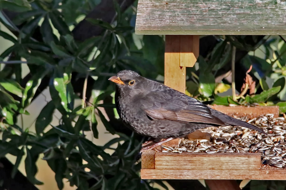 Amsel im Futterhaus Foto & Bild | fotos, winter, natur ...