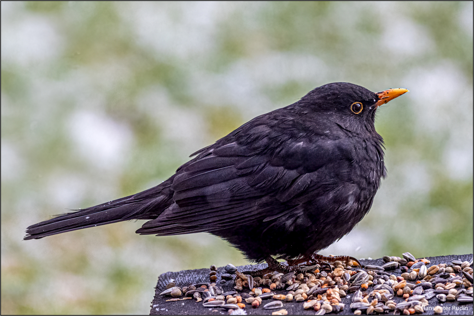 Amsel – im Futterparadies