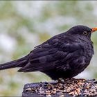 Amsel – im Futterparadies