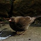 Amsel im Garten