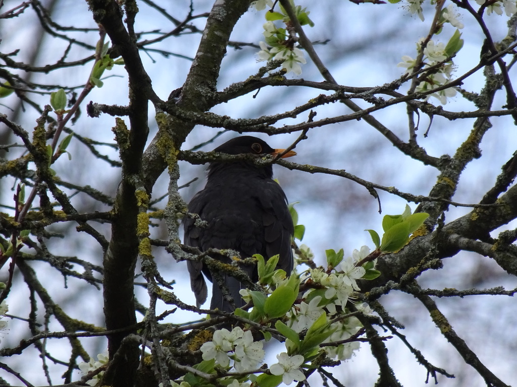 Amsel im Garten