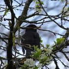 Amsel im Garten