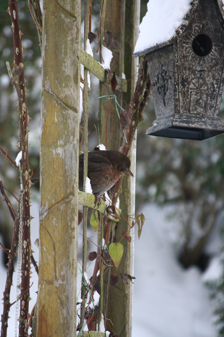 Amsel im Garten :)