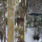 Amsel im Garten :)