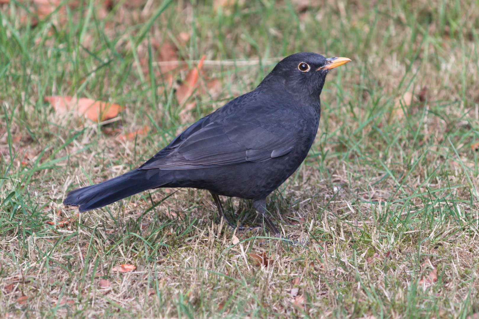 Amsel im Garten Foto & Bild natur, tiere, wildlife Bilder auf