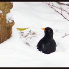 Amsel im Garten