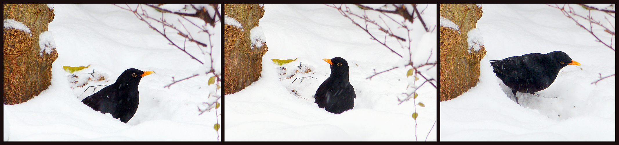 Amsel im Garten