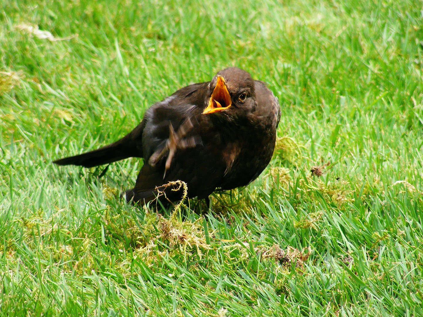 Amsel im Garten