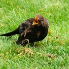 Amsel im Garten