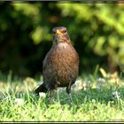 Amsel im Garten !