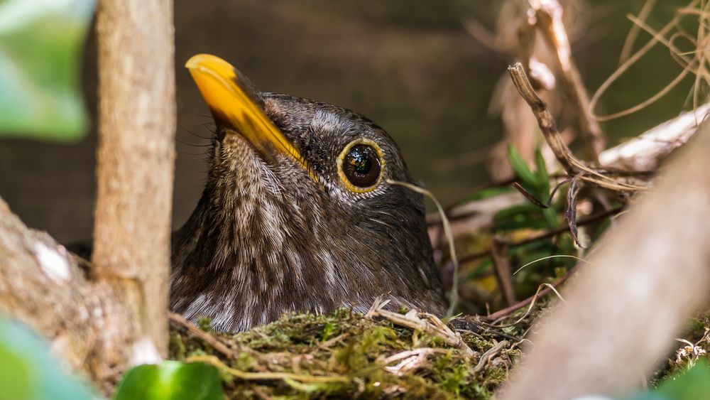 Amsel im Garten