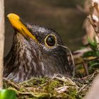 Amsel im Garten