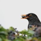 Amsel im Garten