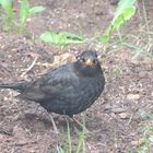 Amsel im Garten