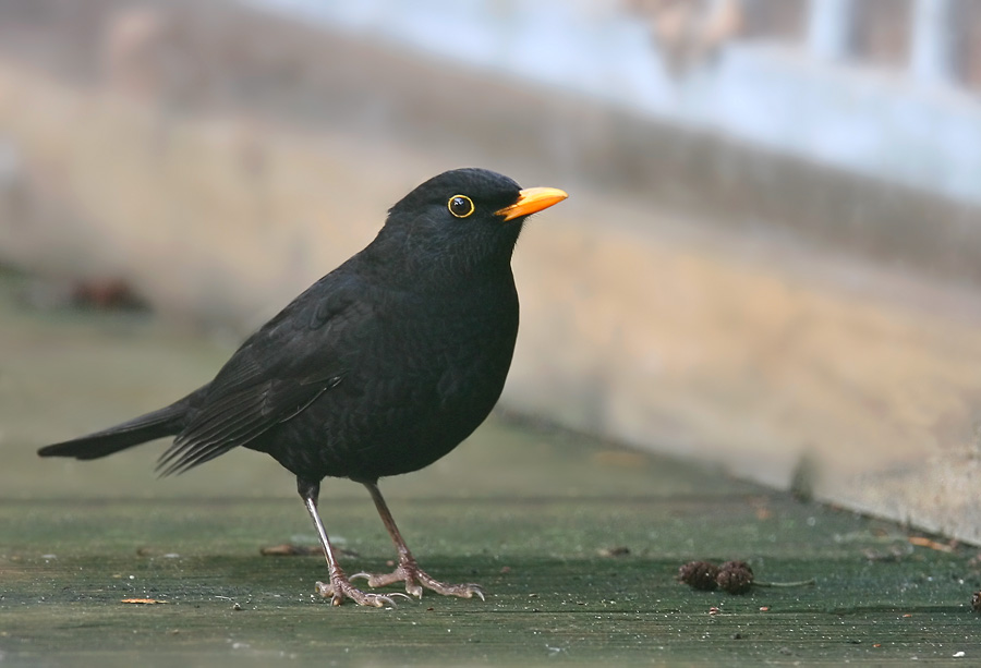 Amsel im Garten