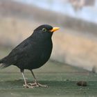 Amsel im Garten