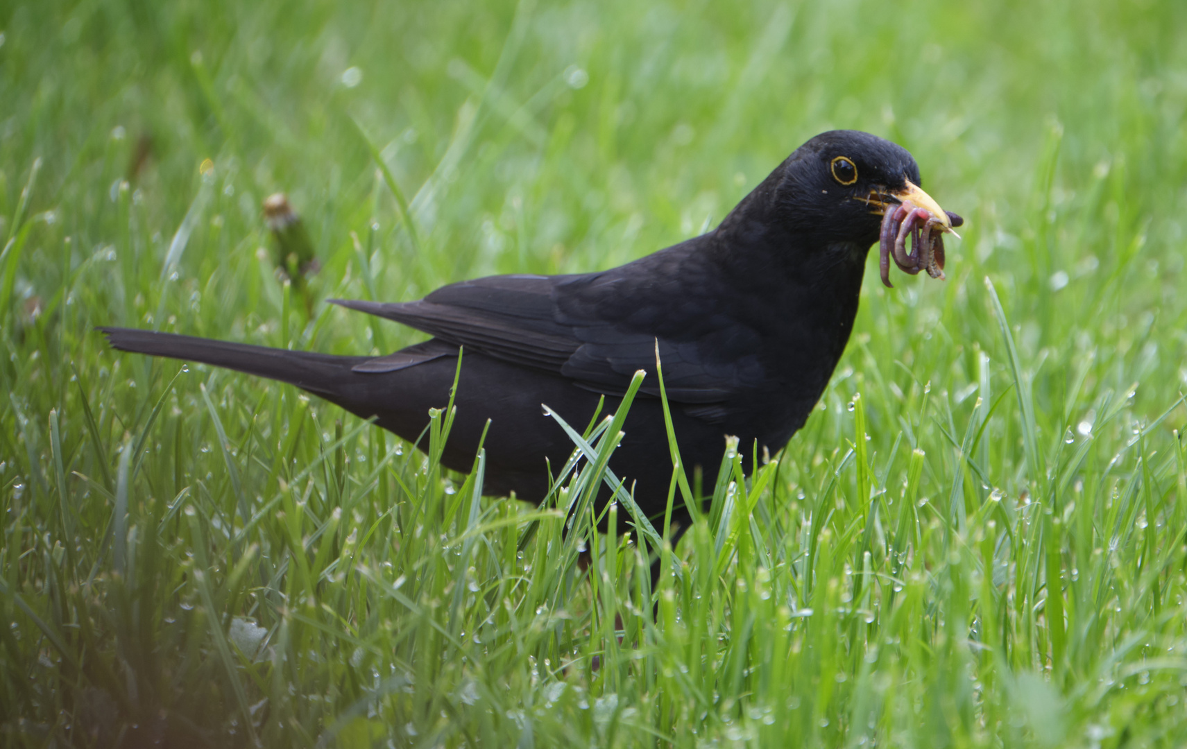 Amsel im Garten