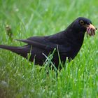 Amsel im Garten