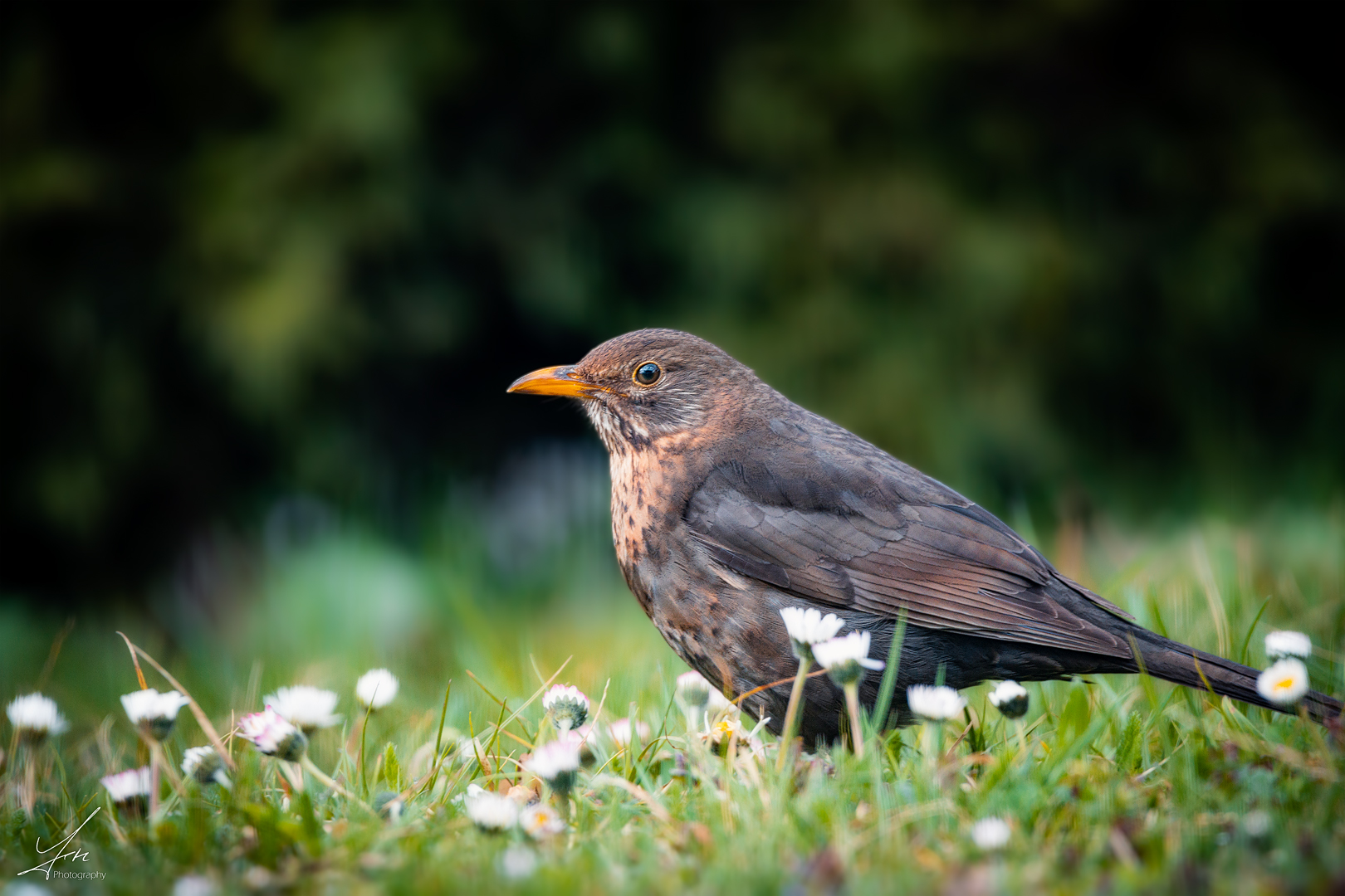 Amsel im Garten