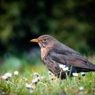 Amsel im Garten