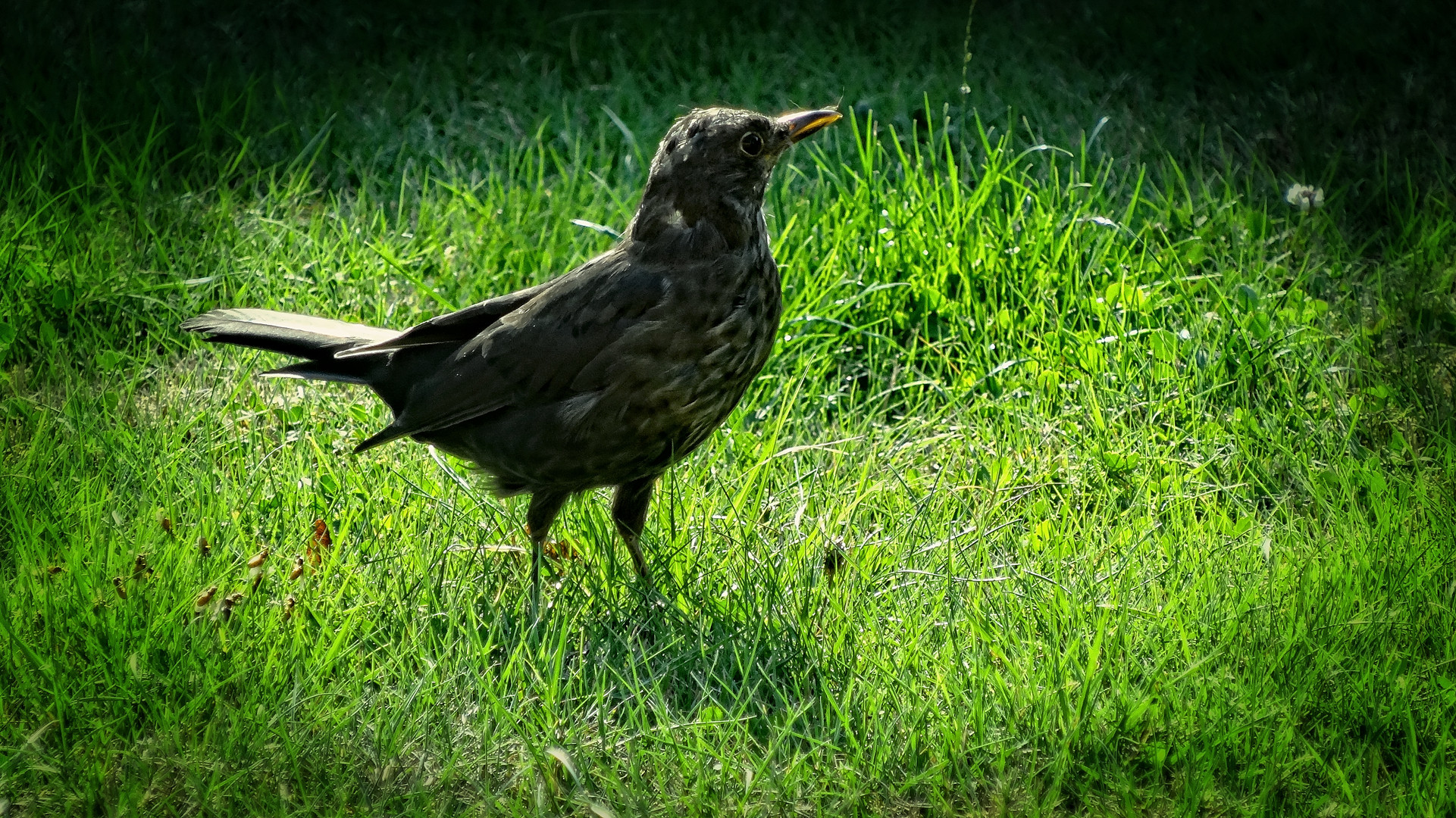 amsel im garten