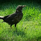 amsel im garten