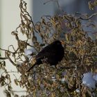 Amsel im Garten 