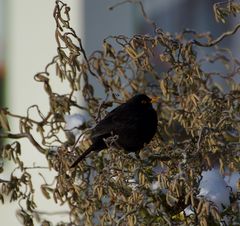 Amsel im Garten 