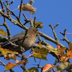 Amsel im Geäst