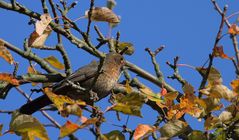 Amsel im Geäst