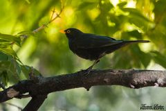 Amsel im Gebüsch