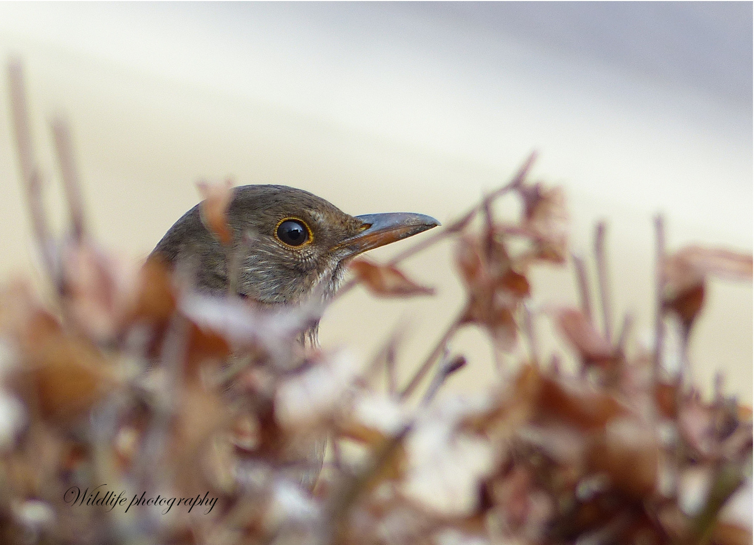 Amsel im Gebüsch