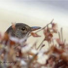 Amsel im Gebüsch