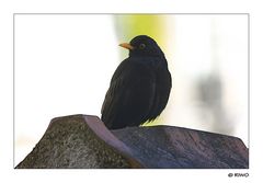 Amsel im Gegenlicht...........