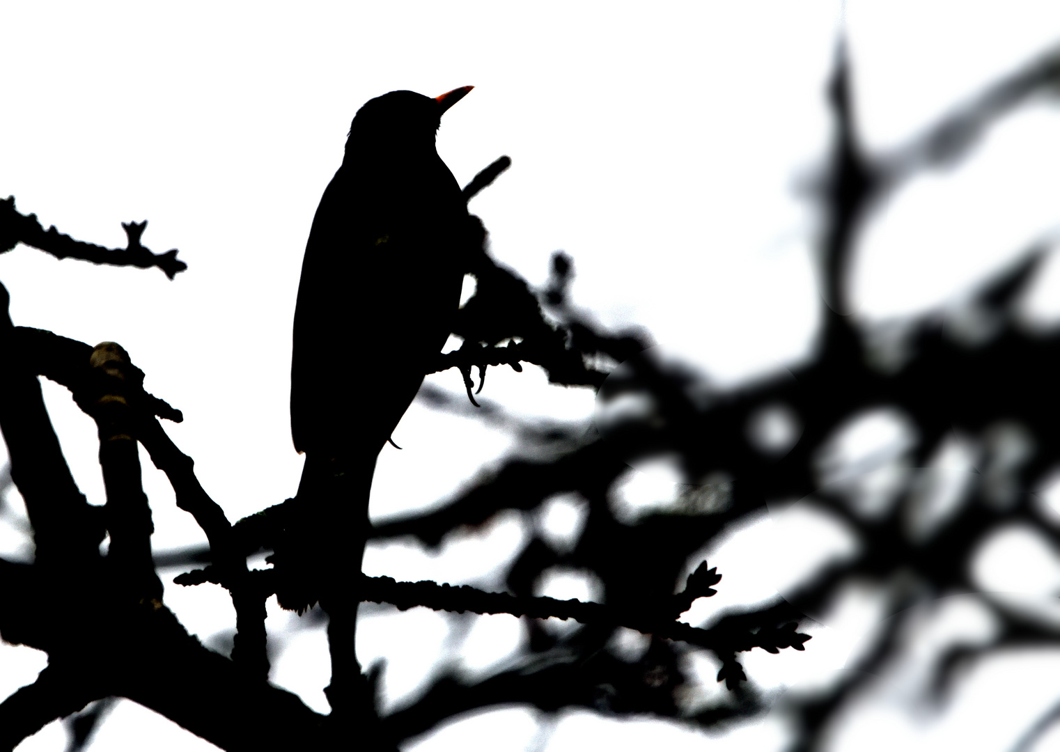 Amsel im Gegenlicht