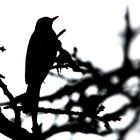 Amsel im Gegenlicht