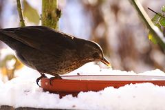 Amsel im Gegenlicht