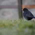 Amsel im Gras bei der Keiserstallung , der Nürnberger Burg......