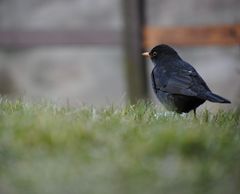 Amsel im Gras bei der Keiserstallung , der Nürnberger Burg......