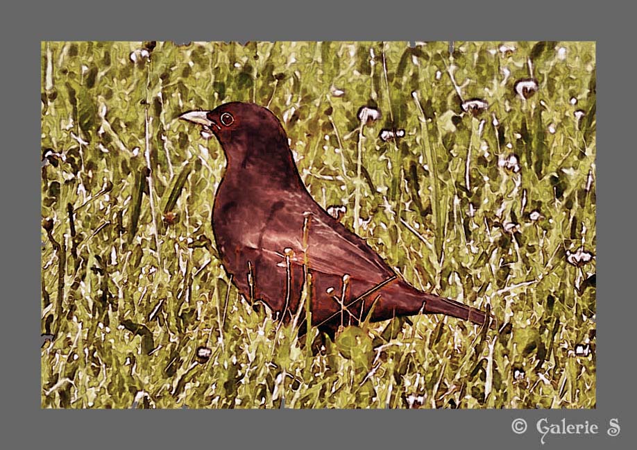 Amsel im Gras