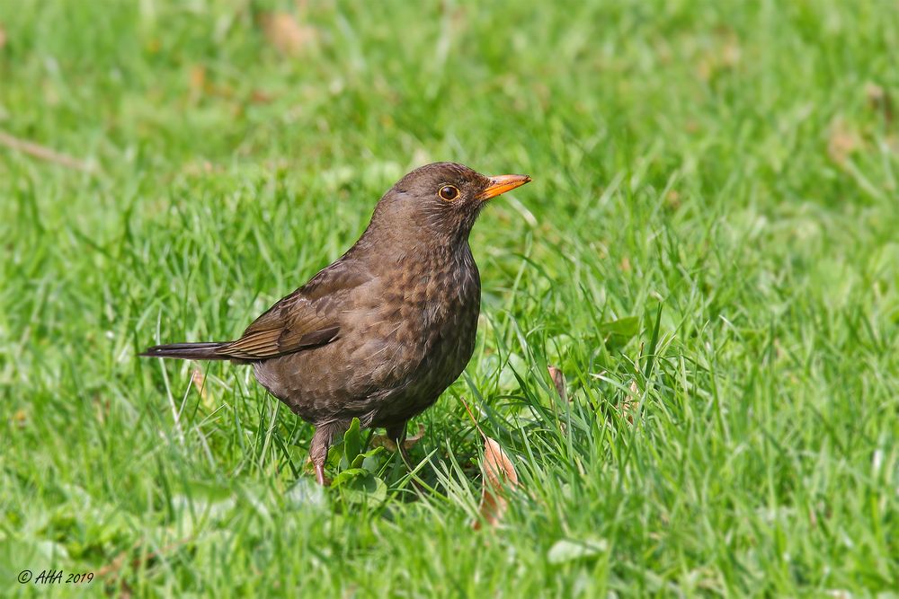 Amsel im Gras