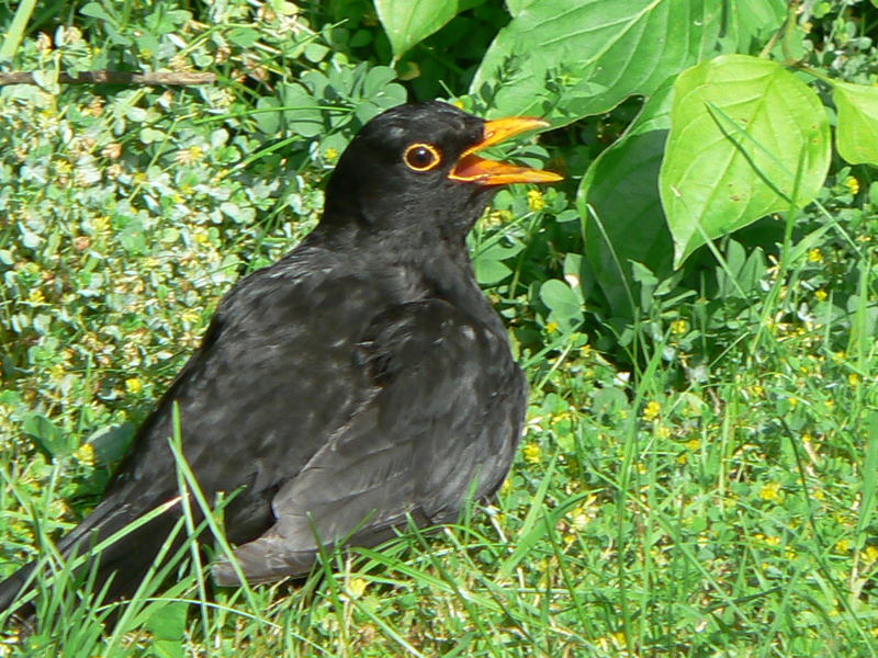 Amsel im Gras