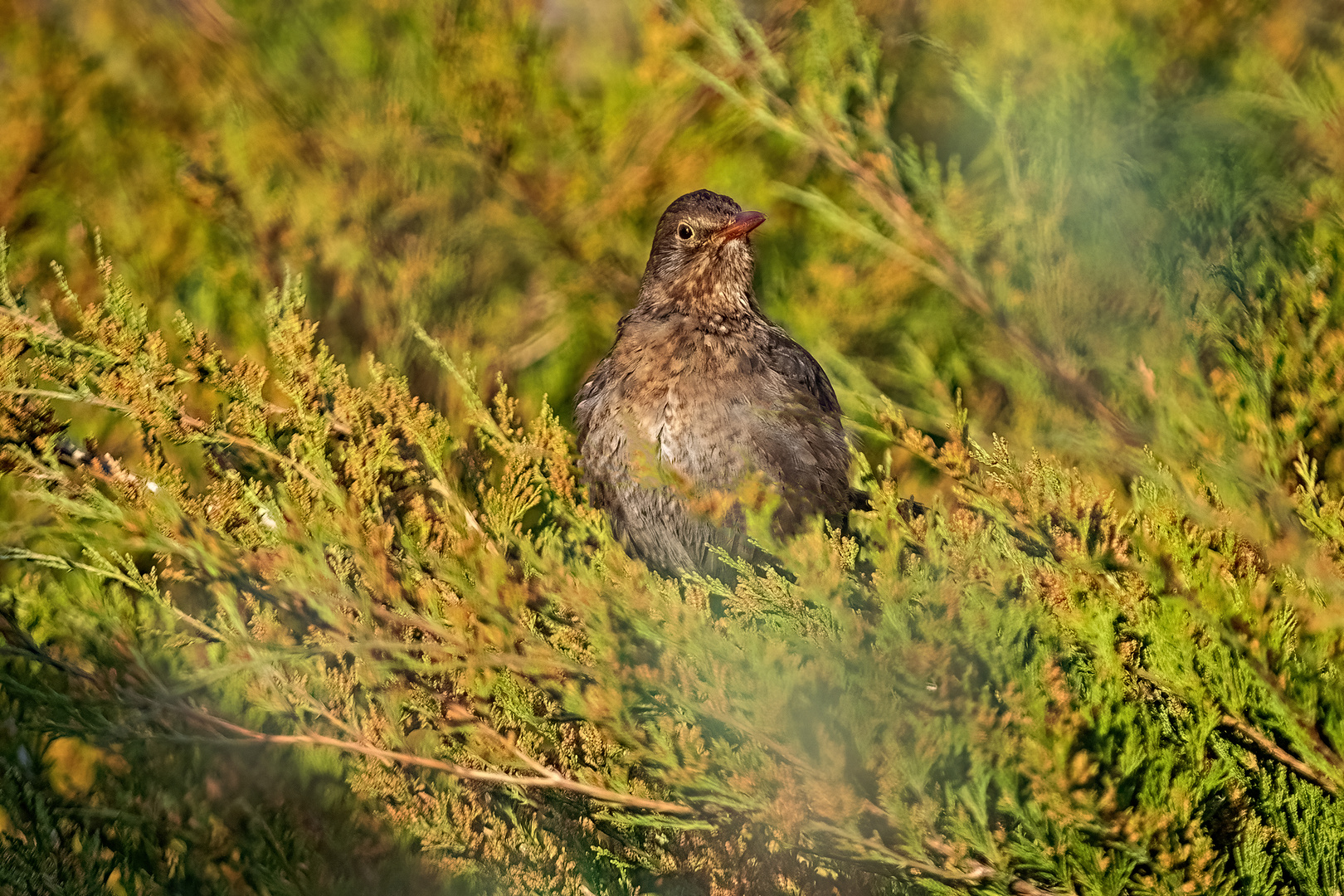 Amsel im Grünen