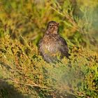 Amsel im Grünen