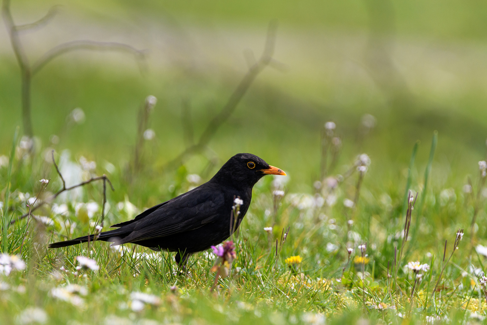 Amsel im grünen