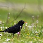 Amsel im grünen